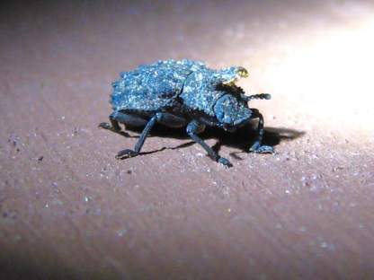 male forked fungus beetle