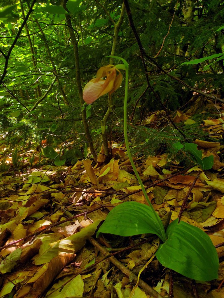Image of Pink Lady's Slipper under the shade of mixed hemlock and deciduous trees. The plant is shown in its aboveground entirety, flower in profile.