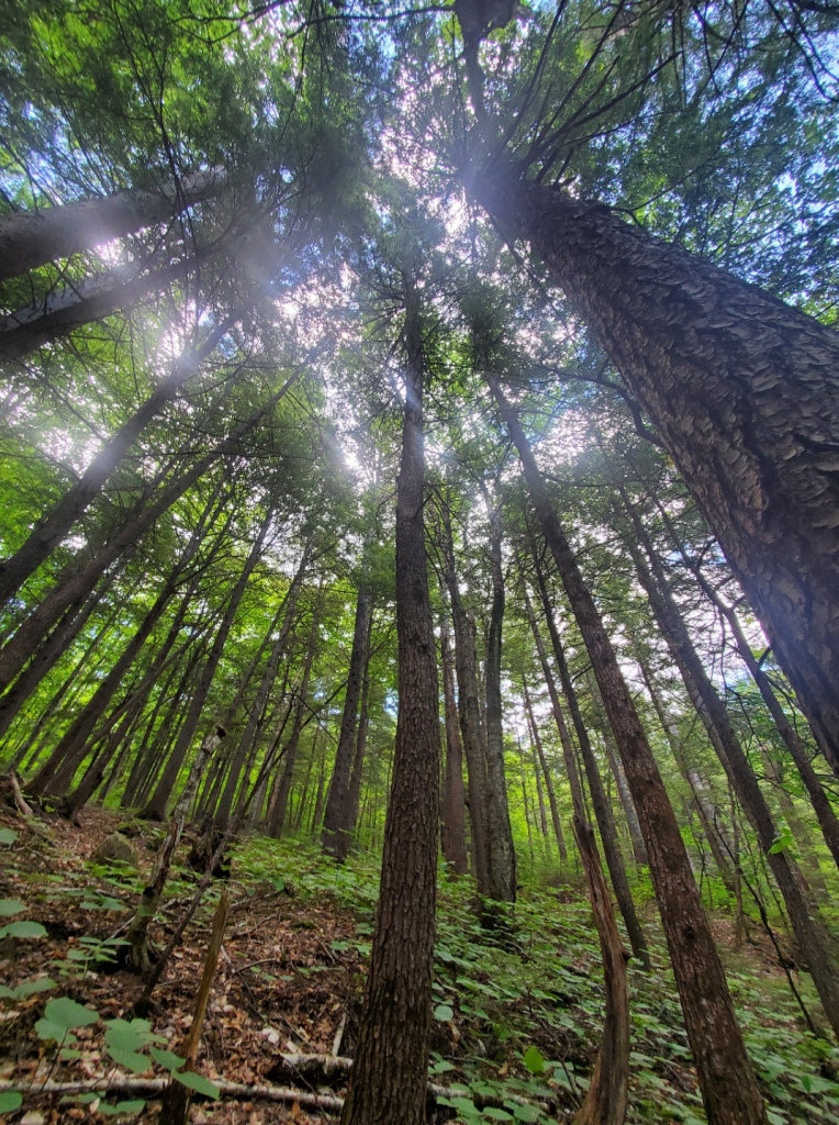Image of a mixed deciduous and conifer forest from floor to canopy, slightly distorted by a fish-eye effect in order to capture more of the scene. 