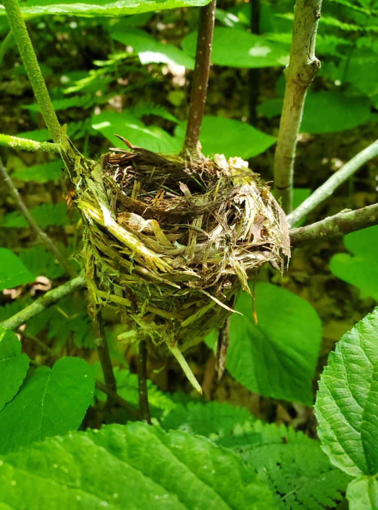 Image shows a birds' nest from the side. It is built into the intersection of some hobblebush branches, and is made out of strips of tree bark and plant fiber.