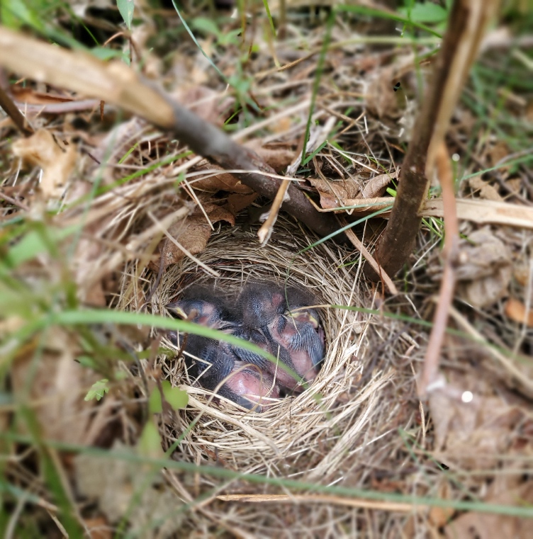 Image shows another nest, this one built into the ground under a woody plant. It is made from dead grass, meticulously placed to align the fiber in a circle. At least 3 chicks are inside, but it's hard to tell because they are all cuddled together. They have grey-black fuzz on their head and a strip of black down their spine. Their wings have tiny undeveloped pin feathers, and their eyes are shut tight. They are still mostly pink and naked.